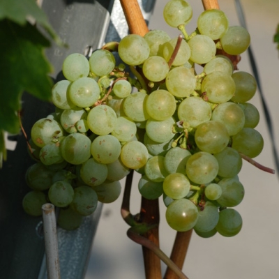 weisser Olber 01